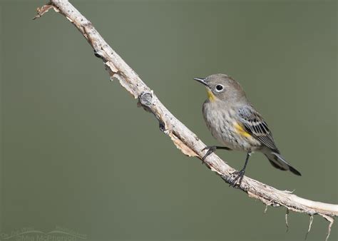 Yellow Rumped Warbler On Fall Migration Mia Mcpherson S On The Wing