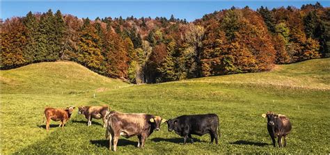 Fotokarte K He Im Herbst Fotokarten Werkstatt