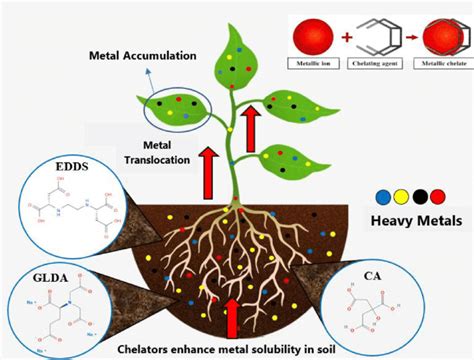 A Representation Of Chelate Assisted Phytoextraction Edds