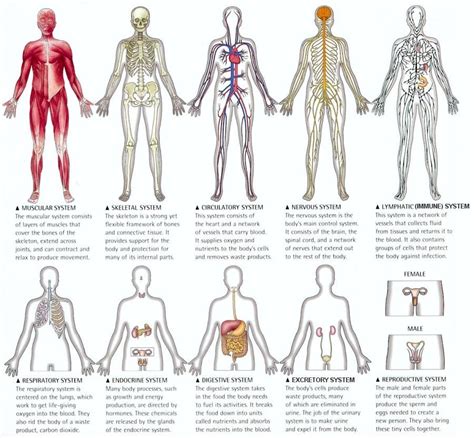 organ systems of the human body : Biological Science Picture Directory ...