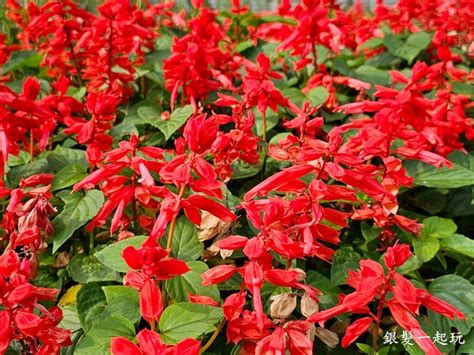 新北樹林賞花秘境｜北大特區草花植生公園：繡球花一串紅粉萼鼠尾草梔子花共17種花卉四季盛開！近樹林萬坪公園放電新去處 銀髮一起玩