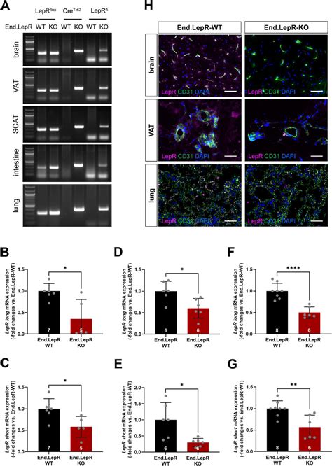 Generation Of Mice With Inducible Genetic Deletion Of LepR In