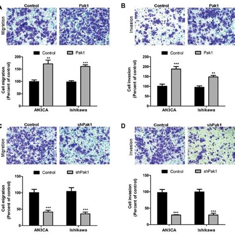 Pak1 Promotes Endometrial Cancer Cell Migration And Invasion In Vitro