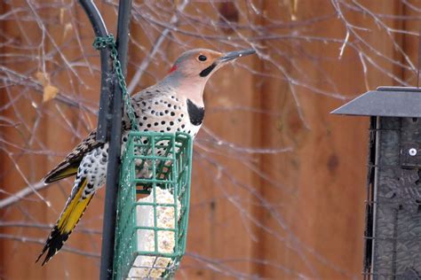 Chickadee Bird Club: Woodpeckers in Our Area - Seen Year-round