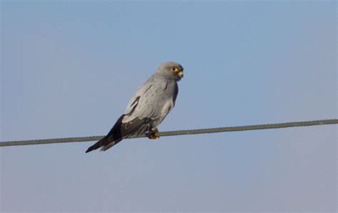 Sooty Falcon Falco Concolor Buckham Birding