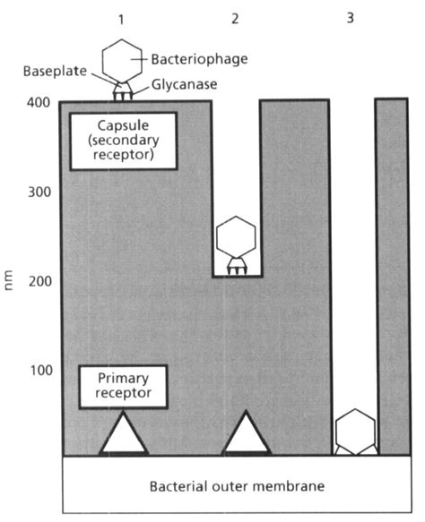 Fig F Degradation Of Bacterial Capsular Polysaccharide By A