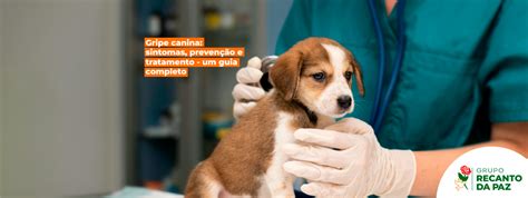 Gripe canina sintomas prevenção e tratamento um guia completo