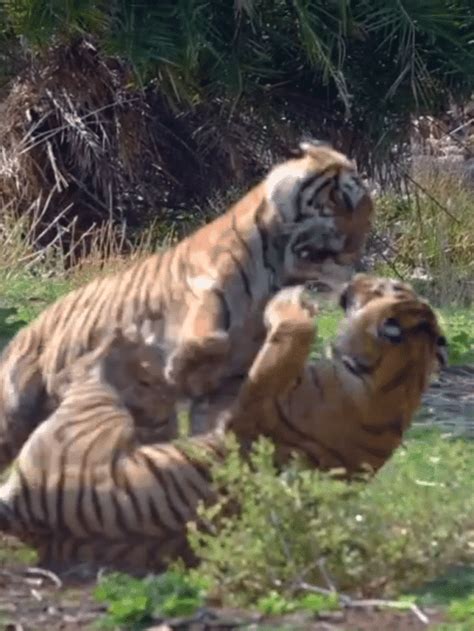 Female Tiger Showdown For Dominance - Animals Around The Globe