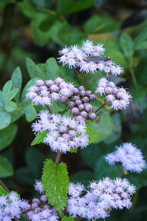 Plants For Monarch Butterflies Prairie Nursery