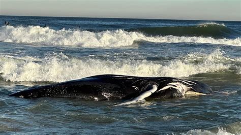 Alarming Increase In Whale Deaths Blamed On Wind Energy Projects