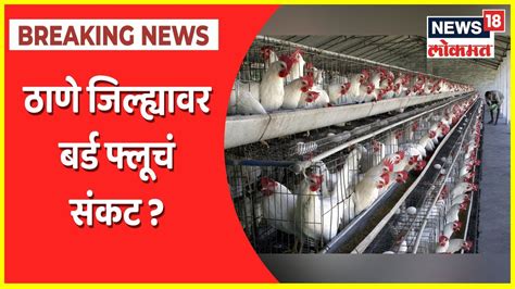 Bird flu Scare in Thane शहपर तलकयतल वहळल 300 कबडयच