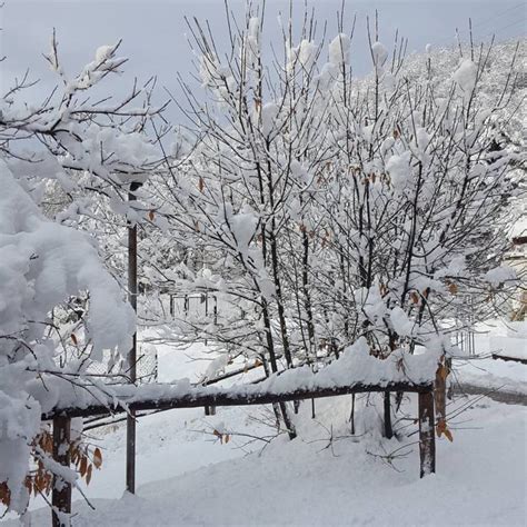 Neve Intensa In Valbormida Numerosi Alberi Caduti A Sassello Ivg It