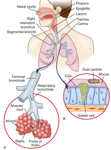 Respiratory Flashcards Quizlet