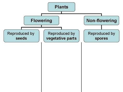 Classifying Plants : An Interactive Activity