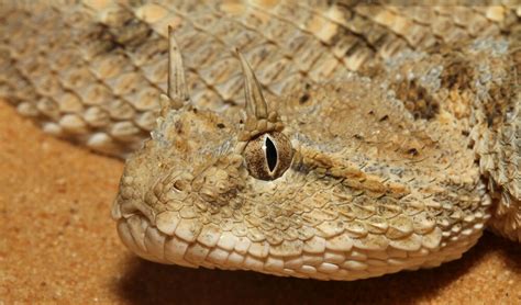 Saharan horned viper facts, distribution & population | BioDB