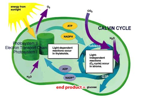 Photosynthesis Dr Hunter Biology