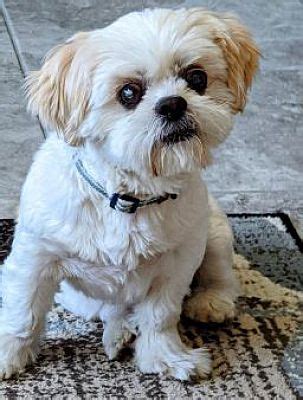 Orlando Fl Shih Tzu Meet Jack A Pet For Adoption Adoptapet