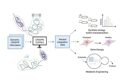 New Crispr Tool Accelerates And Optimizes Genome Editing