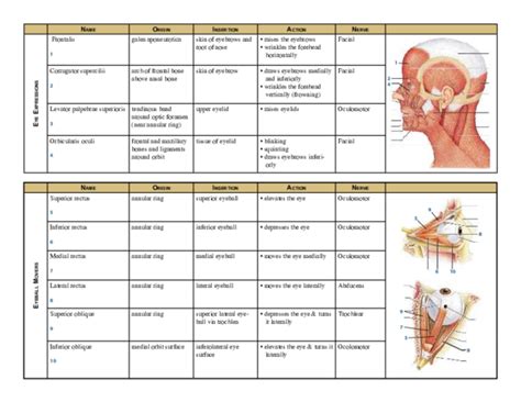 (PDF) NAME ORIGIN INSERTION ACTION NERVE | paul campbell - Academia.edu