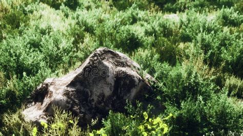 Solid Rock In The Middle Of Green Ground Stock Photo Image Of Alpine