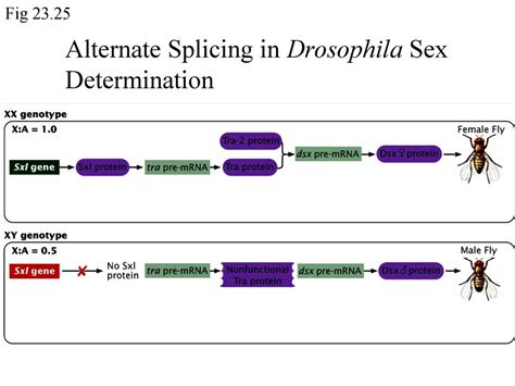 More Regulating Gene Expression Ppt Download