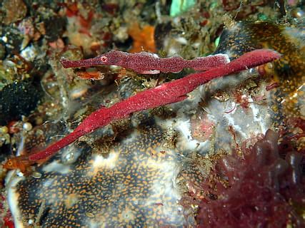 Gratis Pipefish Foto Piqsels