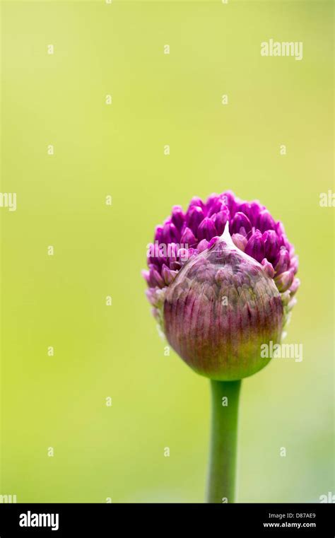 Allium Hollandicum Purple Sensation Ornamental Onion Flower Emerging