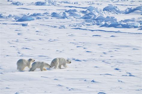 Insights Into Bear Evolution From A Pleistocene Polar Bear Genome