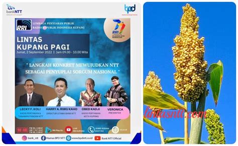 Bank Ntt Siap Danai Pengembangan Sorgum Seluas Hektare Lintas Ntt