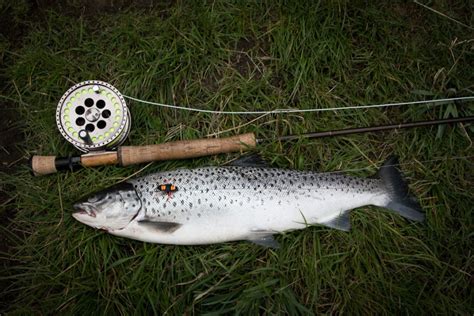 Dry Fly Fishing For Sea Trout Fly Tying Archive