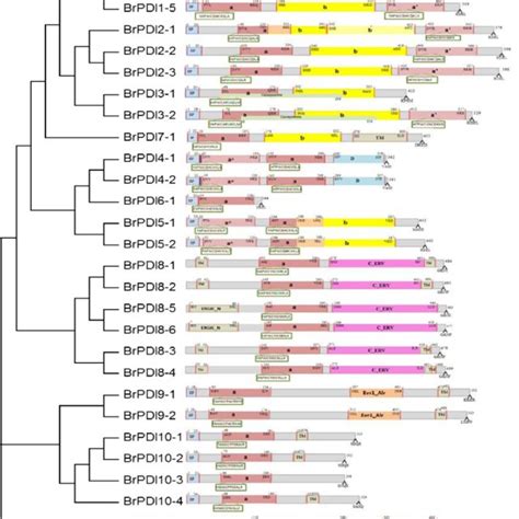 PDF Genome Wide Characterization And Expression Profiling Of PDI