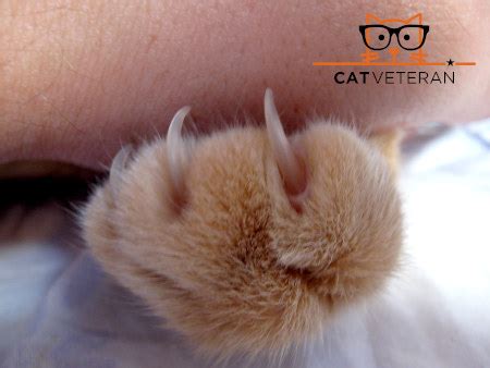 Do Cat Nail Caps Really Work? (Are They Cruel, Safe & How To Apply)