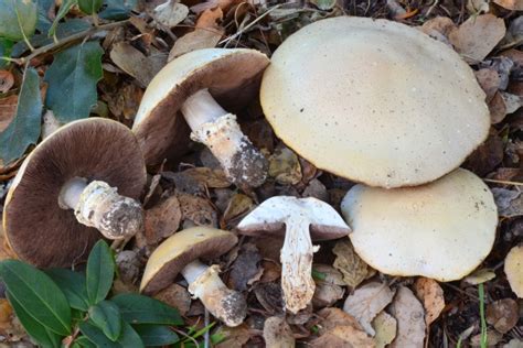 Agaricus Mushroom Species The Santa Cruz Mycoflora Project