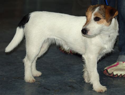 Filejack Russell Terrier Lm Wikimedia Commons