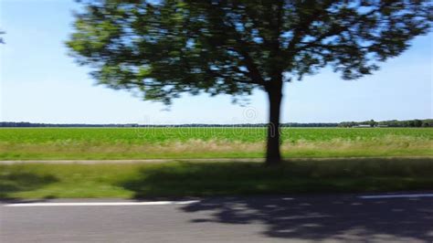 Side Window View From A Moving Car With Cows In The Meadow Stock