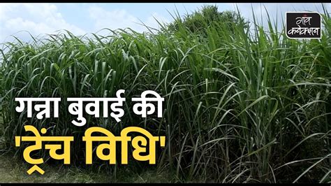 Trench Method Of Sugarcane Cultivation गन्ना बुवाई की ट्रेंच विधि