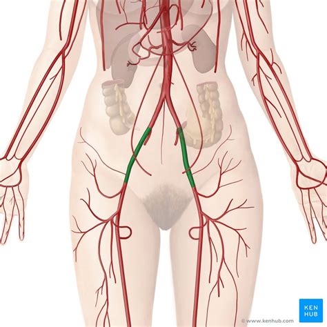 External Iliac Artery Anatomy And Branches Kenhub