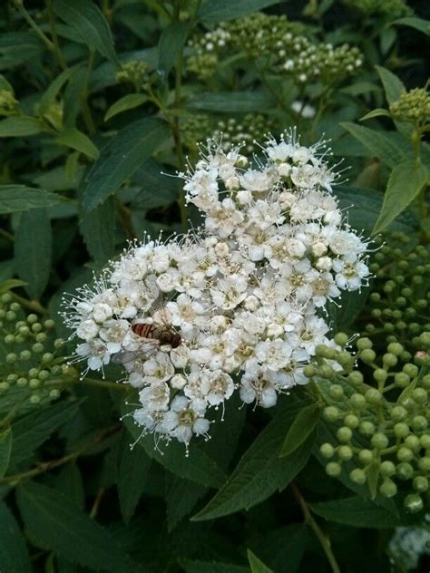 Spirea Japonica Albiflora Spirea Plants Garden