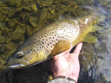 What have The Sea Trout ever done for us? - South East Rivers Trust