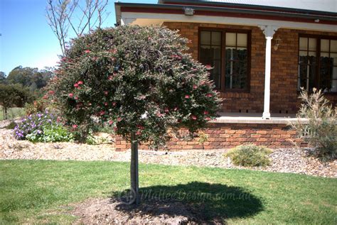 One My Favourite Grafted Grevillea Standards Grevillea ‘green Glow