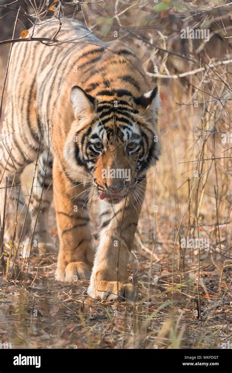 Bengal Tiger Panthera Tigris Tigris Youngs One Year Old Ranthambore National Park