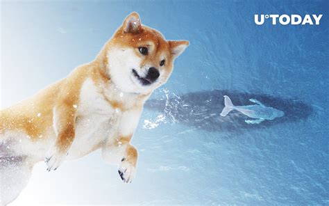 Shiba Inu Whale With Trillion Shib Increases Holdings Here S What