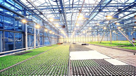 New research shows plants grow just fine in solar cell greenhouses