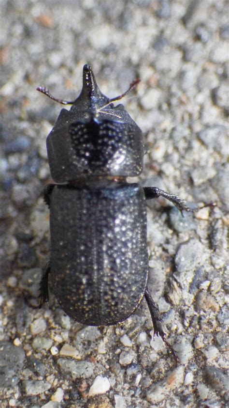 Rugose Stag Beetle From Spokane Washington United States On June 19