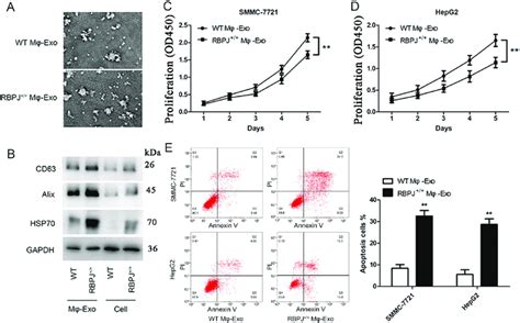 Characterization Of Exosomes And The Co Culture Of Rbpj Overexpressed