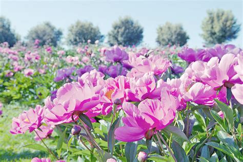 Piante E Fiori Di Maggio Le Peonie Livingcorriere