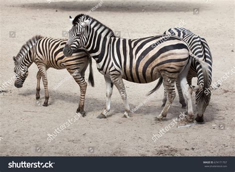 Chapmans Zebra Equus Quagga Chapmani Stock Photo 674171707 Shutterstock