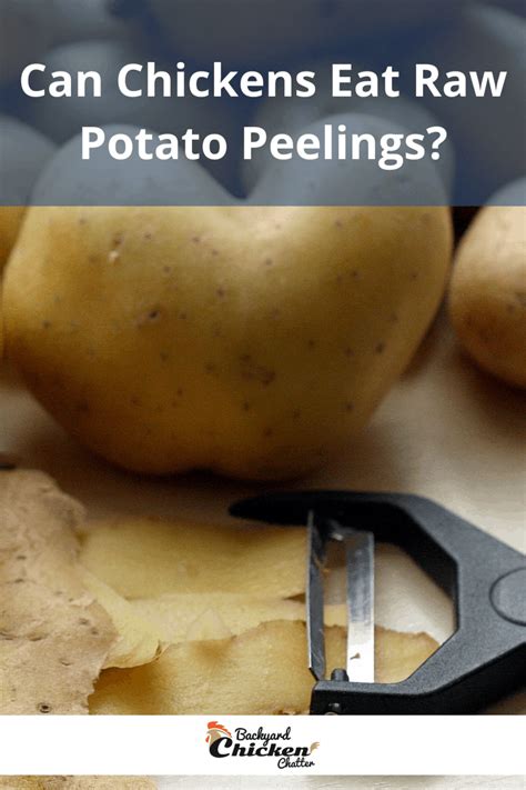 Can Chickens Eat Raw Potato Peelings