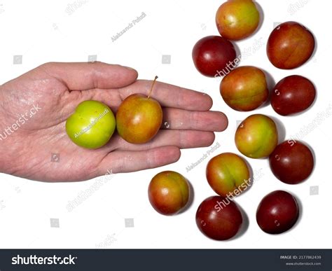 Cherry Plum Different Stages Maturation Plum Stock Photo 2177862439