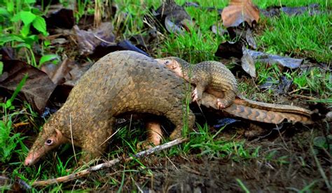 Palawan Pangolin The Amazing Mammal That Rolls Into A Ball Of Scaly